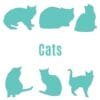 mv-Cats - Image 3